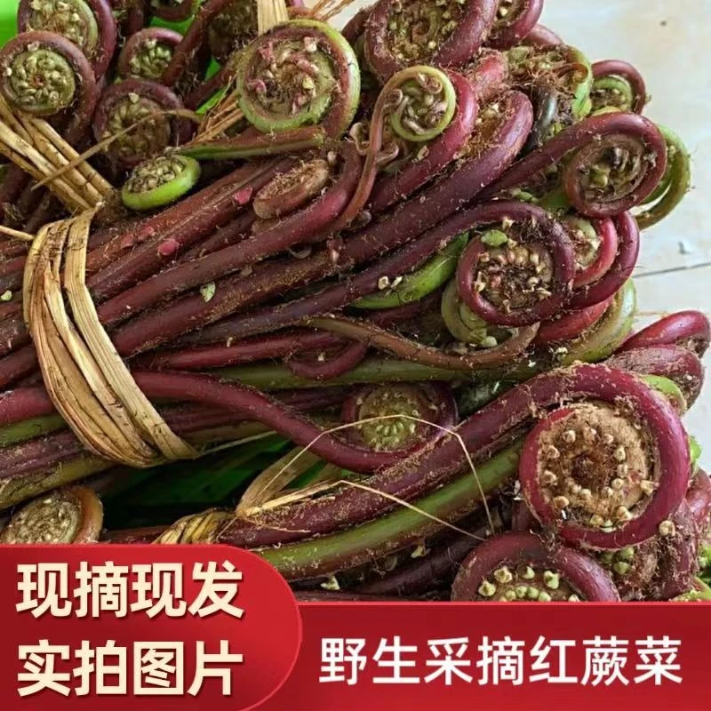 2025广西野生蕨菜新鲜现摘鲜嫩山野菜客家红蕨菜当季蔬菜广东割勾