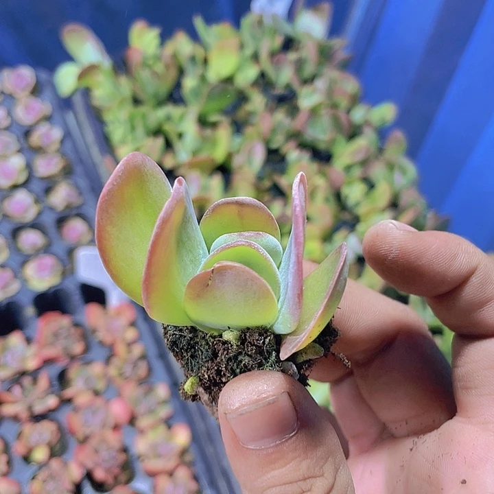 火狐狸【满10颗包邮】