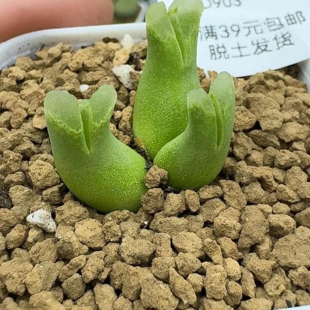 903多肉哈哈哈哈哈哈哈哈