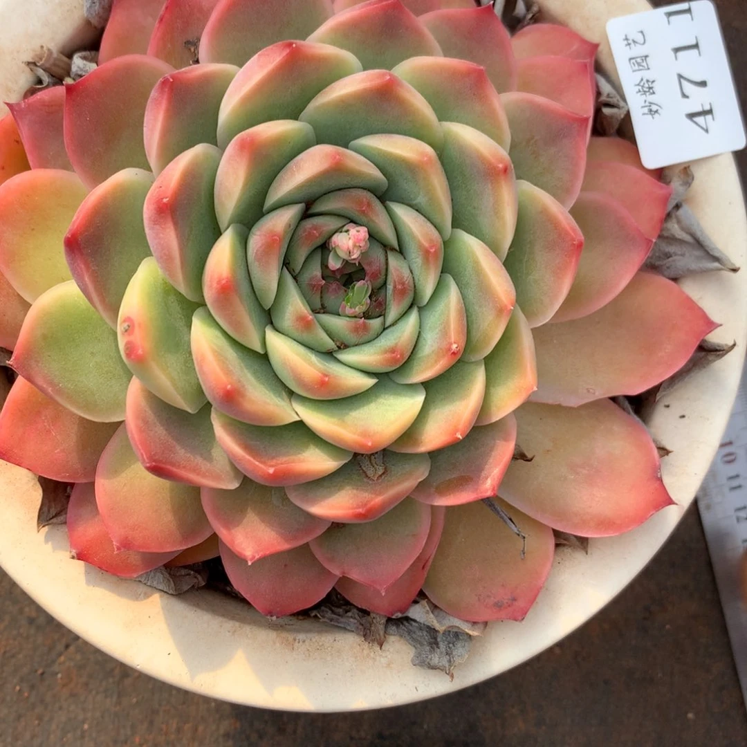 4711杂交精品基地13厘米