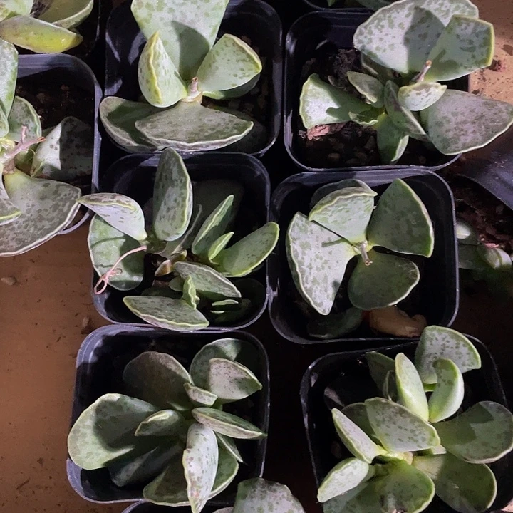 天紧张水泡1.5带盆土发货