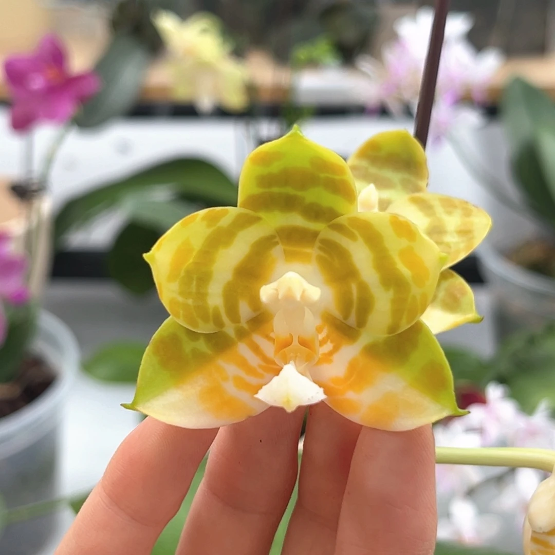 完全开放3.5寸弥陀反射王开花株