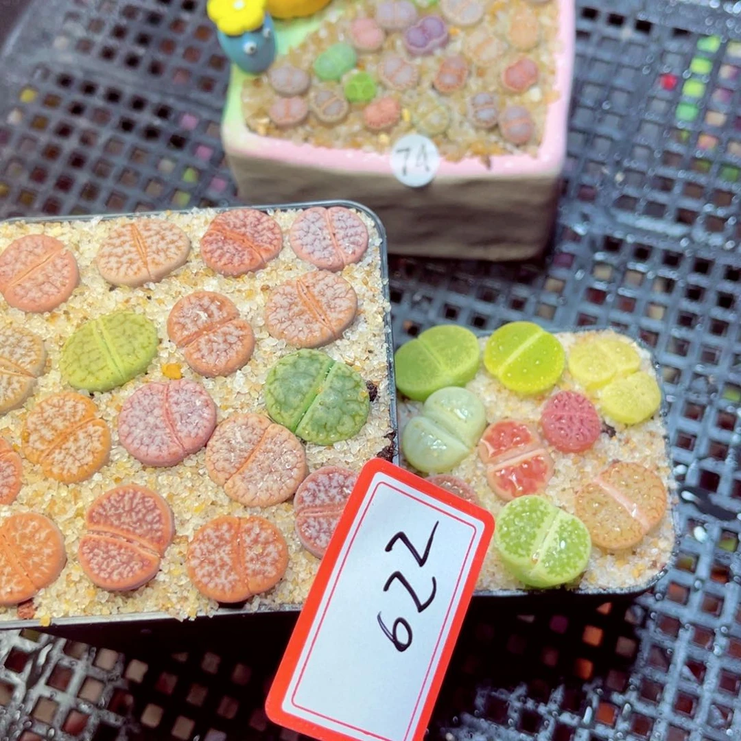 P**p622生石花带盆发