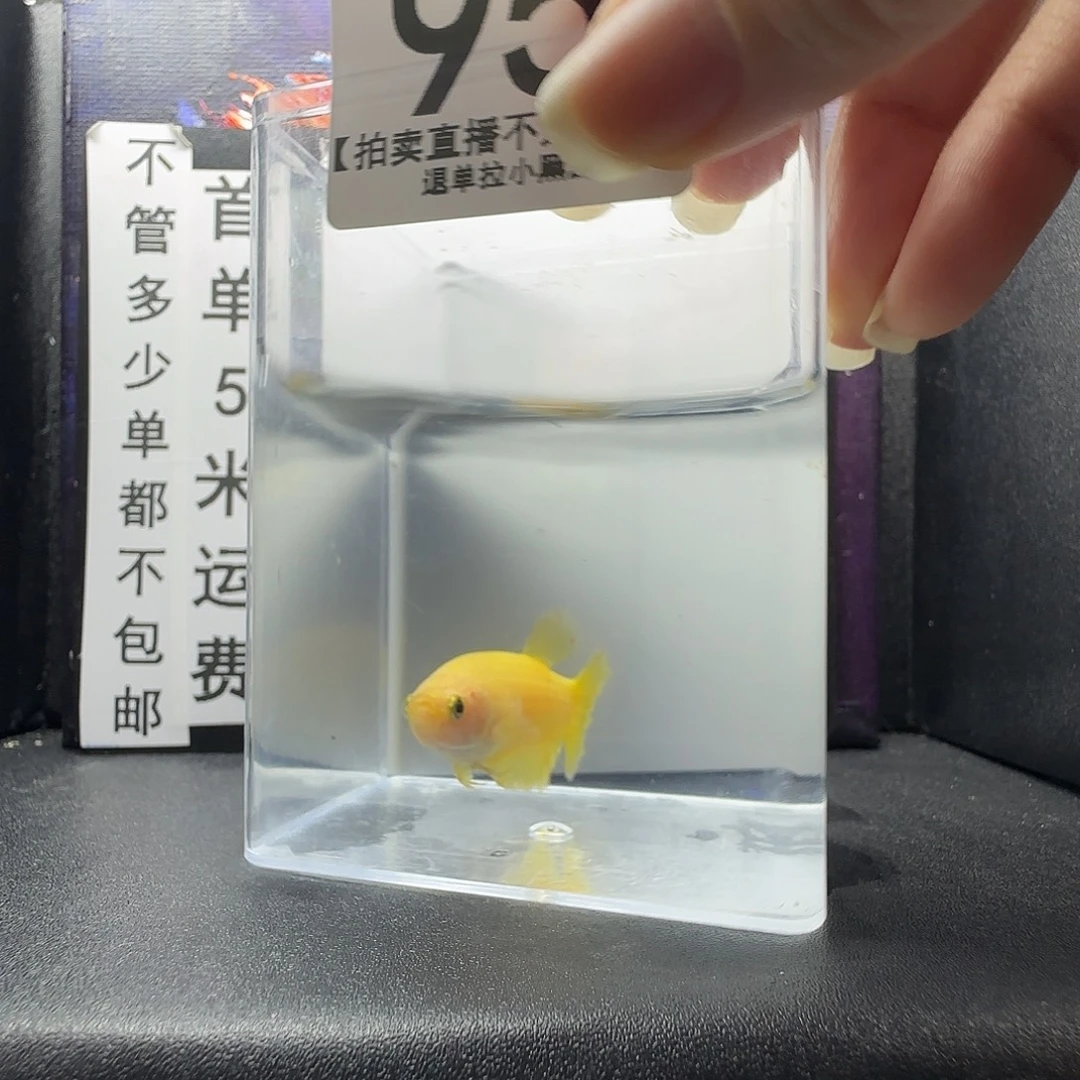 斗鱼斗鱼母鱼编号：95