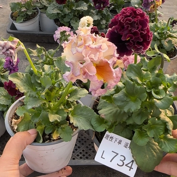 ****蒙无花朵L734小苗低于零下5勿拍