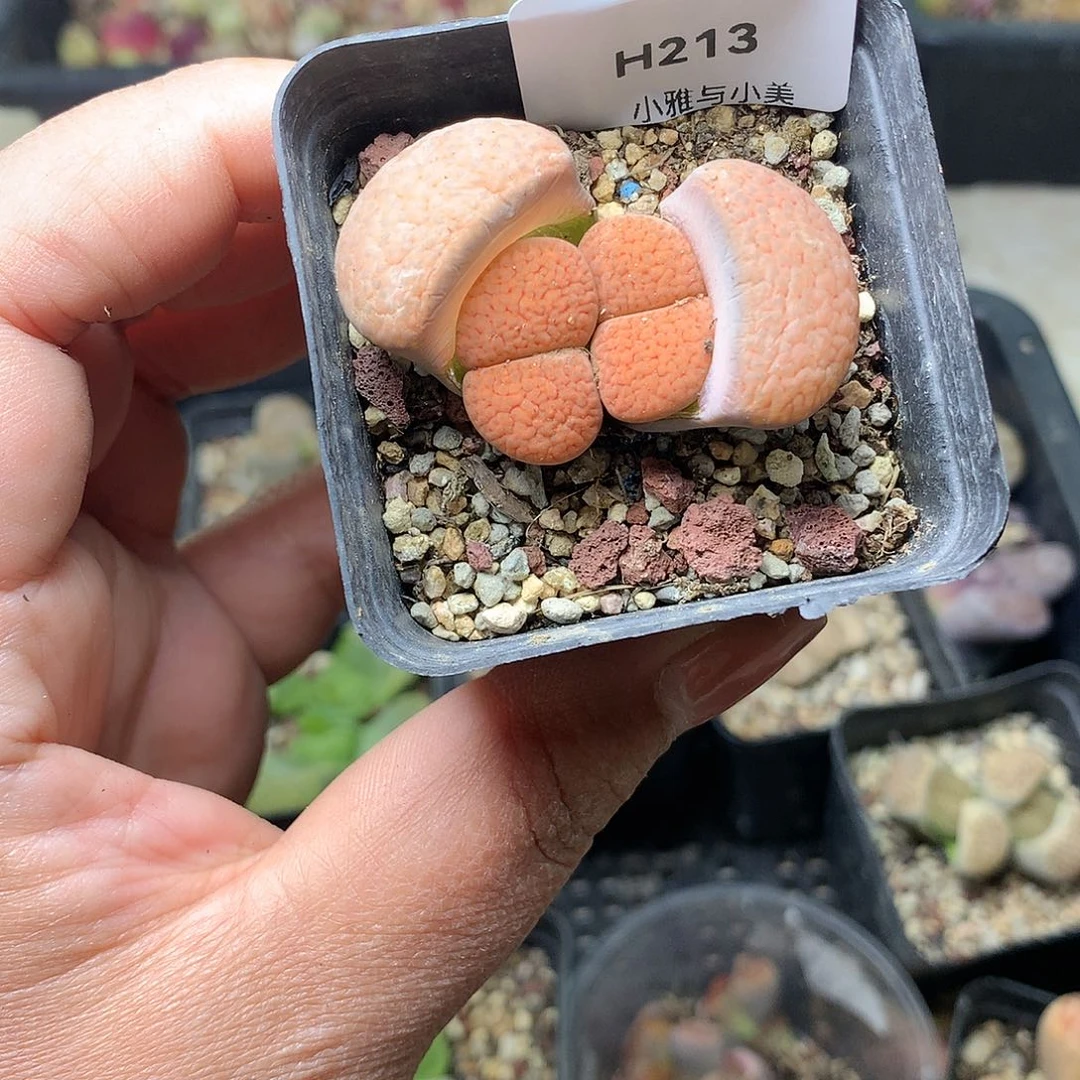 淼*媛H213多肉植物保护研究所