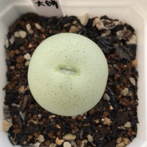 多肉肉锥 3.2Cm 超级大饼