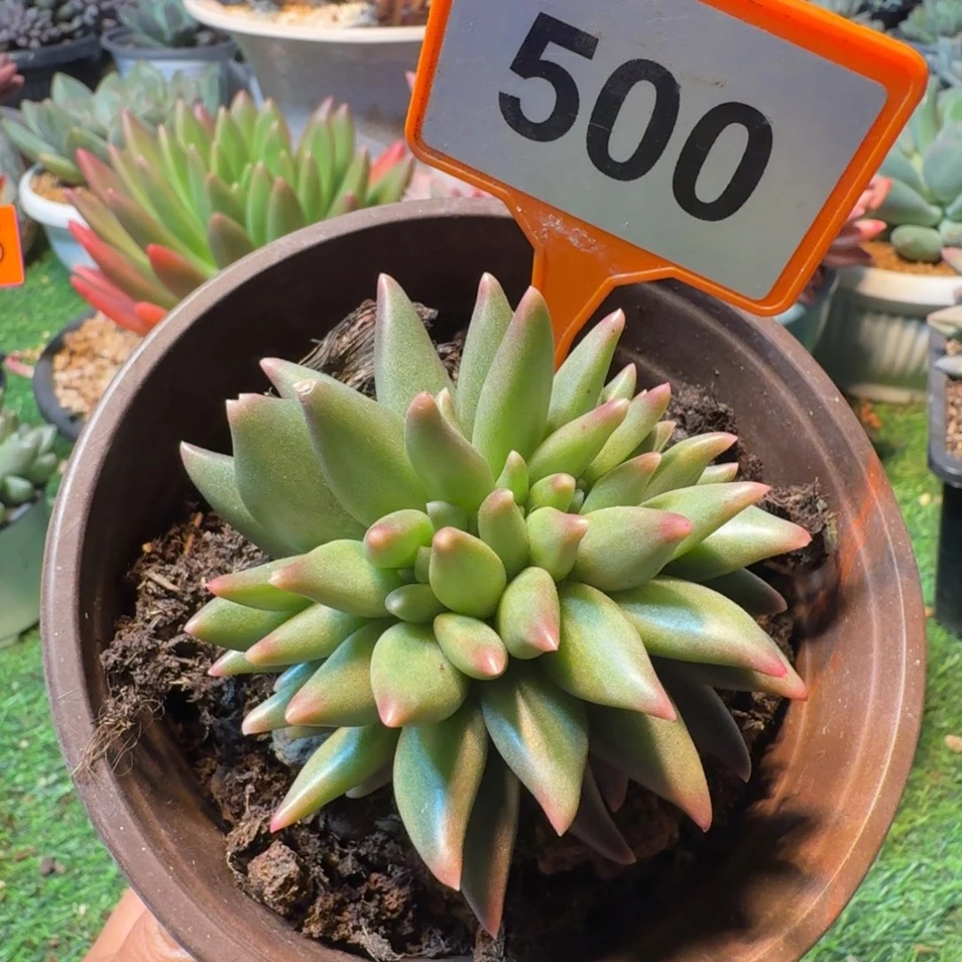 布丁多肉植物500.