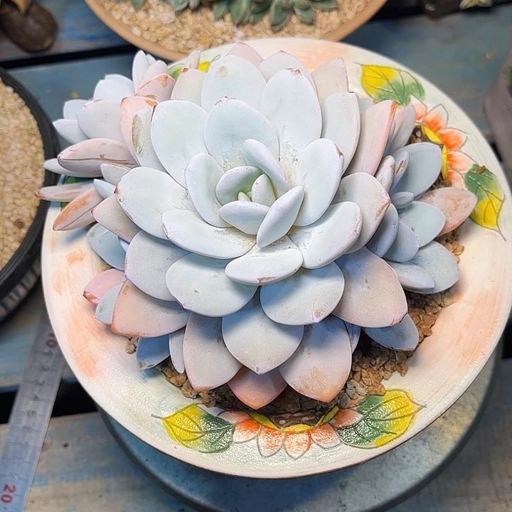 了***了多肉植物一物一拍