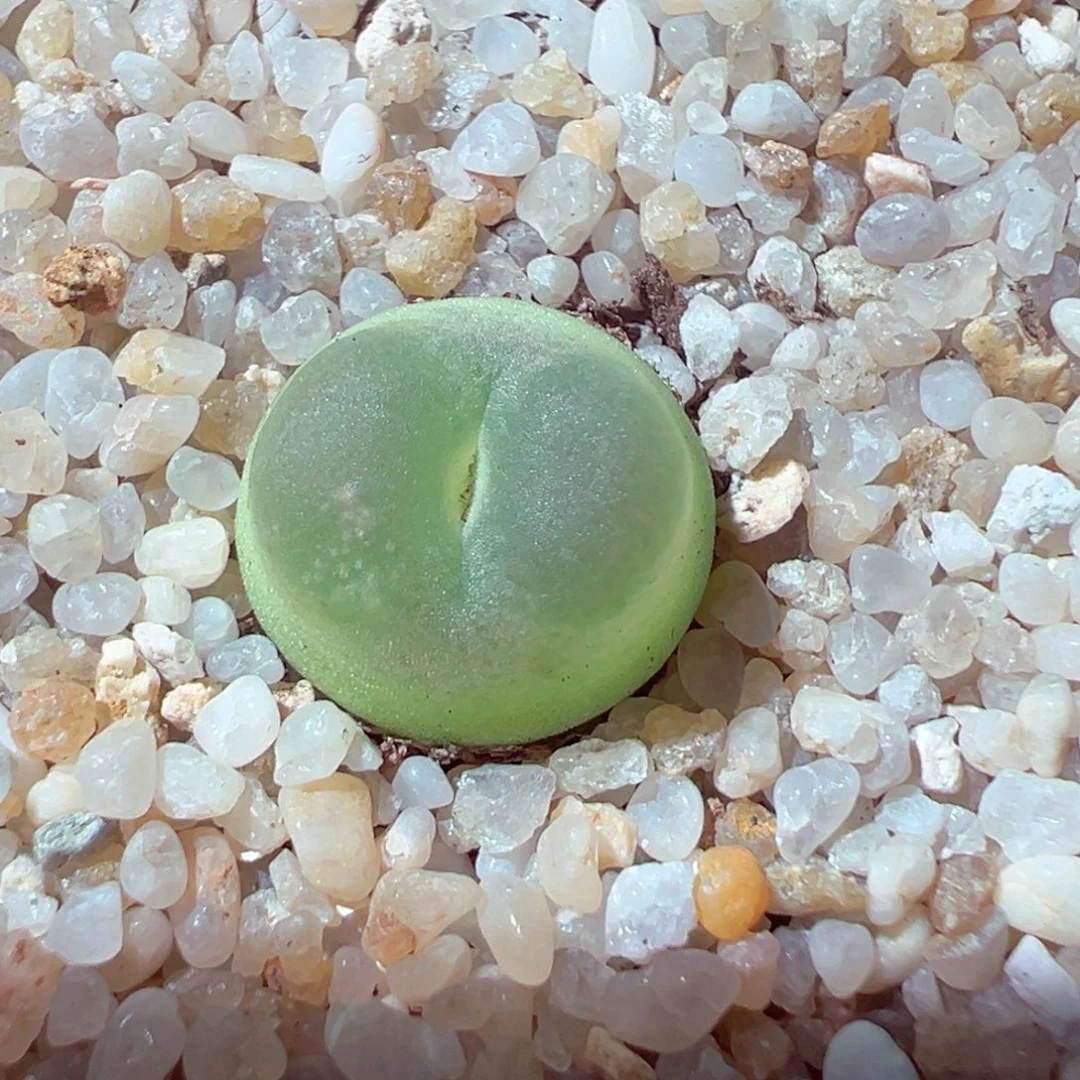 81-923多肉多肉拉登