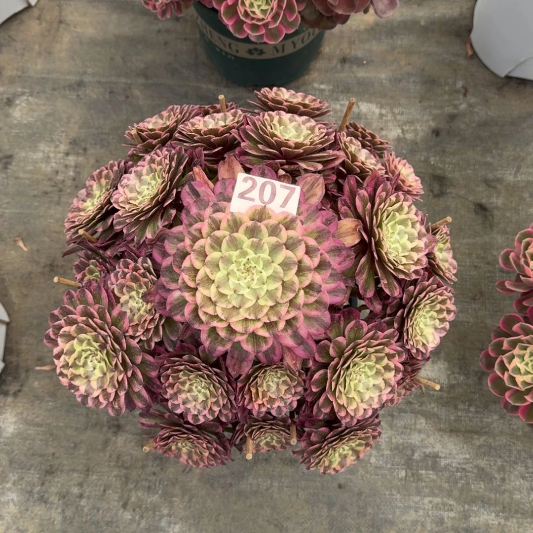 207！紫烟法师多肉植物