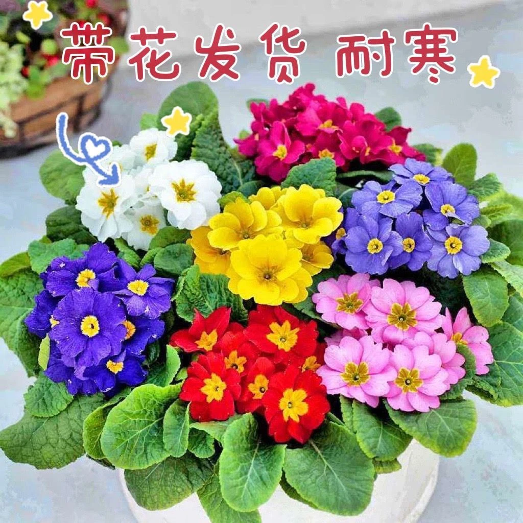 欧洲报春花盆栽可室内外好养易活阳台庭院盆栽地栽喜阳喜水带花苞