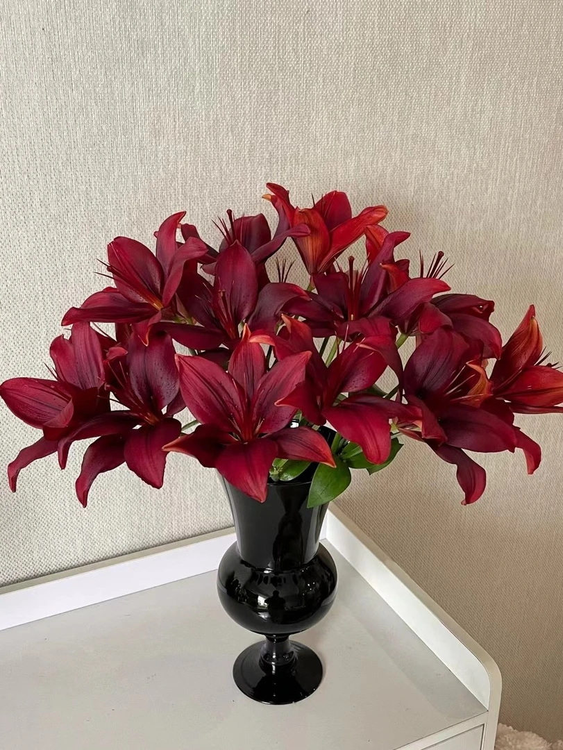 一首花卉（黑色魅力）亚百合，无香味云南之地发货