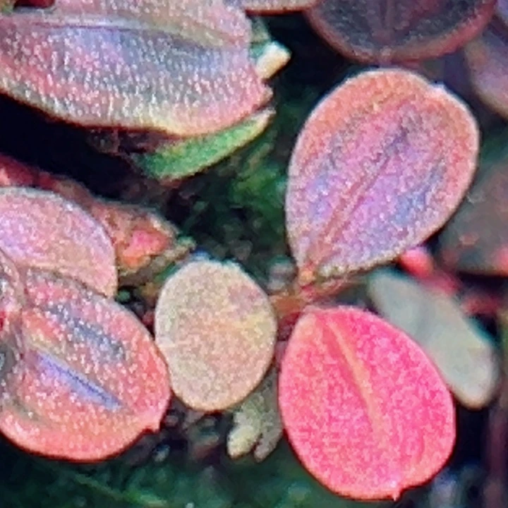 福利17号福利价植物（雅典娜2头一份）