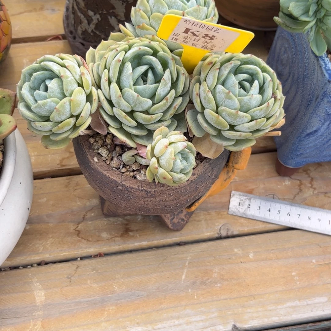 妮***^多肉植物11111111