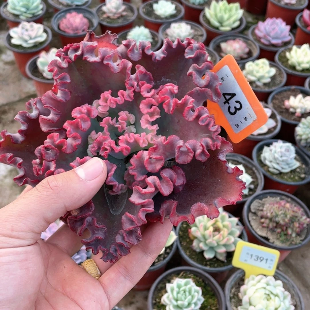 【闪购商品】?*?43号的