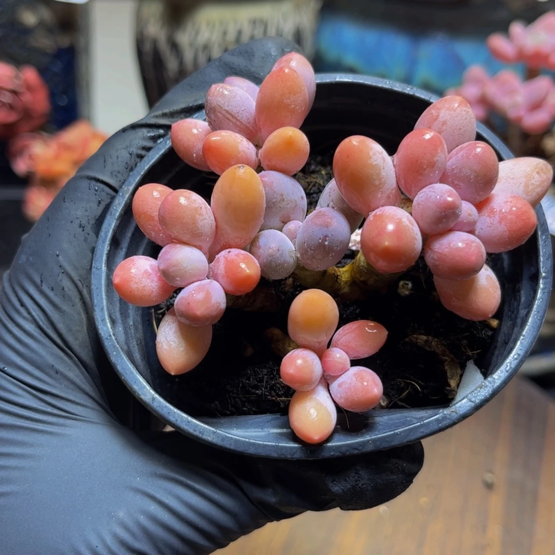041黄金香水手指奶酪9厘米多肉