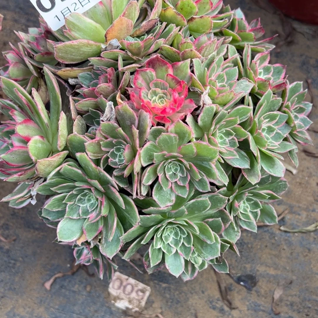 1.2-54万花筒多肉植物