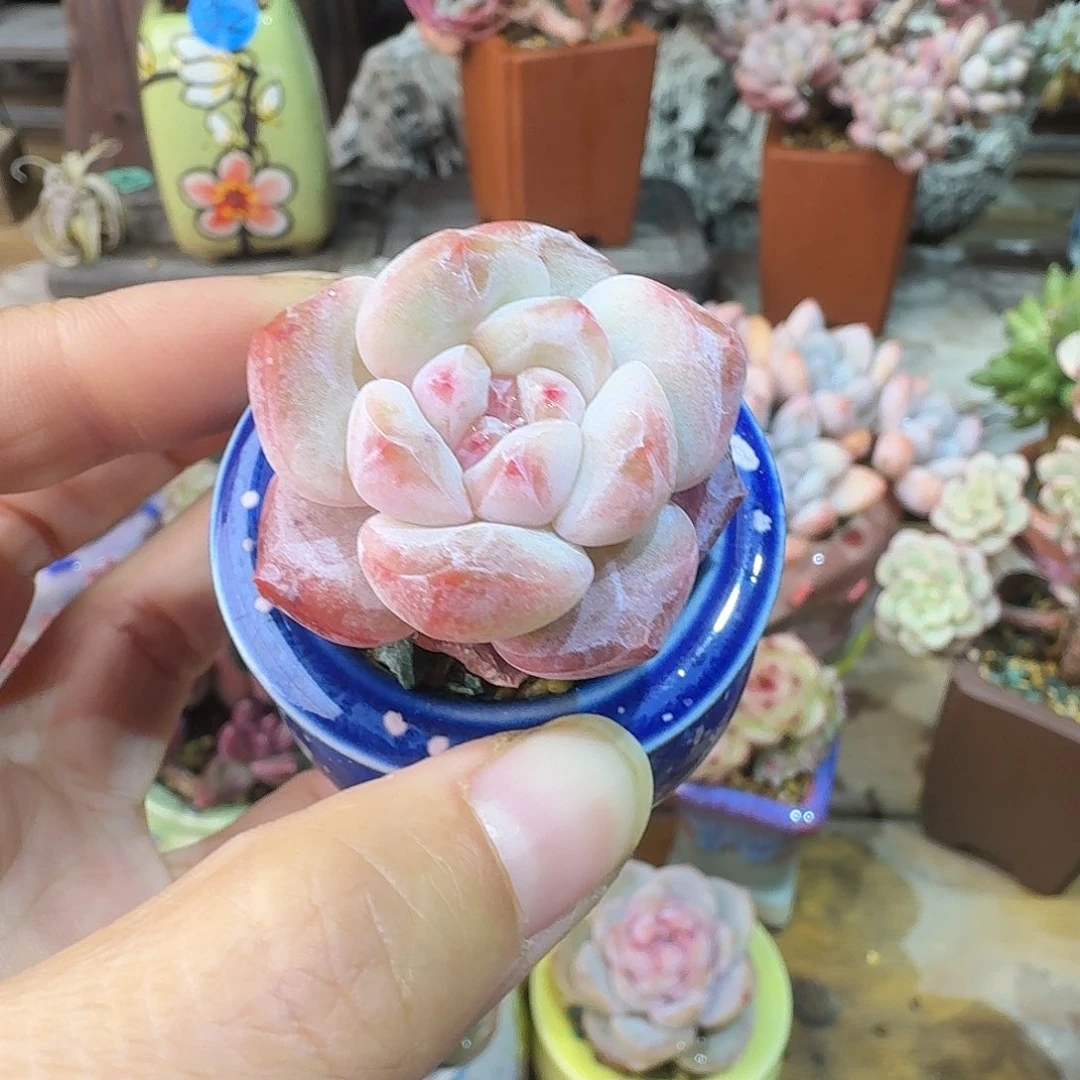 精品 多肉含盆土 一物一拍