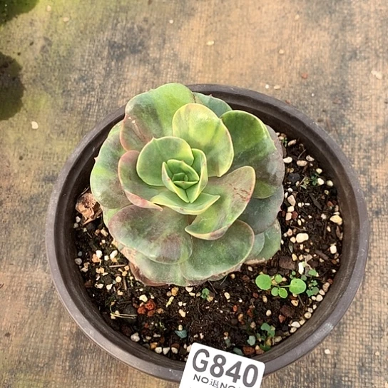 麦****紫碧锦840 全场亏本处理默认微瑕7-8天发货