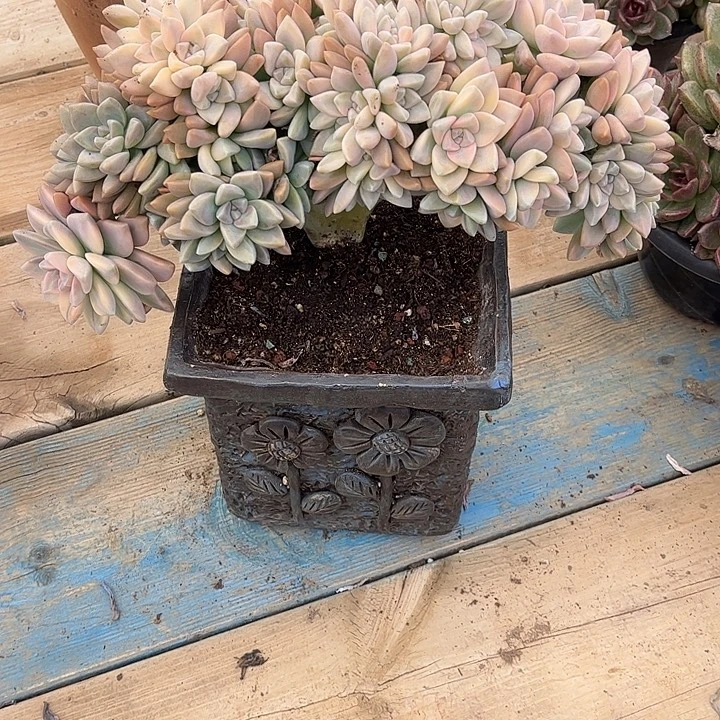 小****淡雪锦缀化，一物一拍。