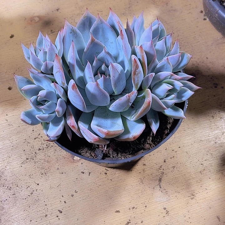 星*星0000000000000000000240