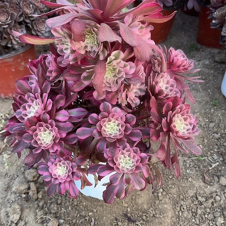 多肉植物红铜白38