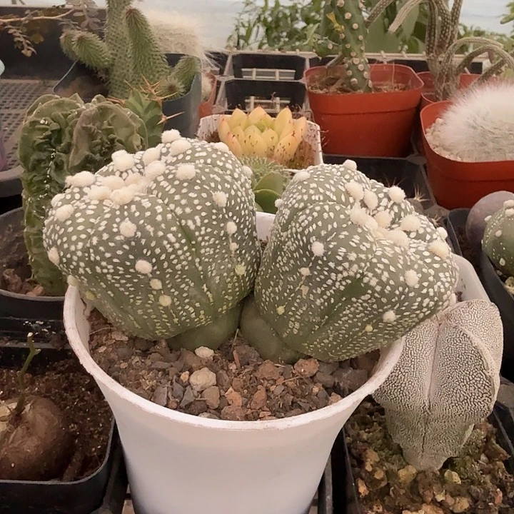 实生双头大兜10仙人球