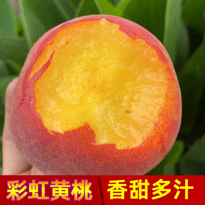 现摘露天彩虹黄桃新鲜水果黄桃当季水果黄肉桃子蜜桃整箱包邮