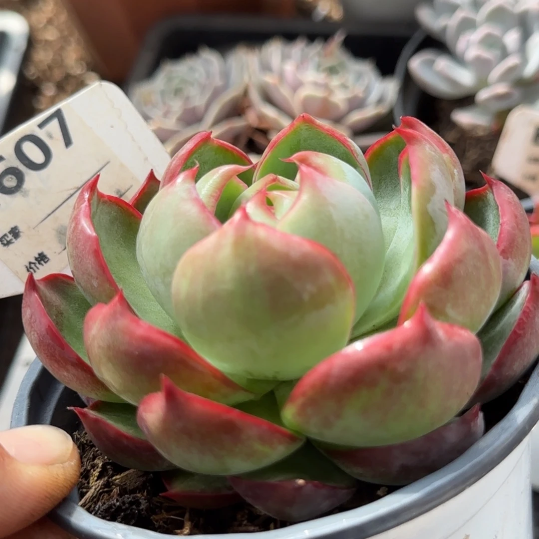 平头火焰惊鸿一物一拍包装收缩花旱607