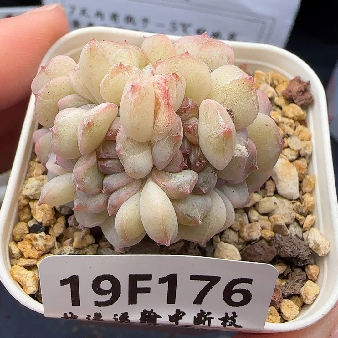 半***芒【满29包邮非偏远】17