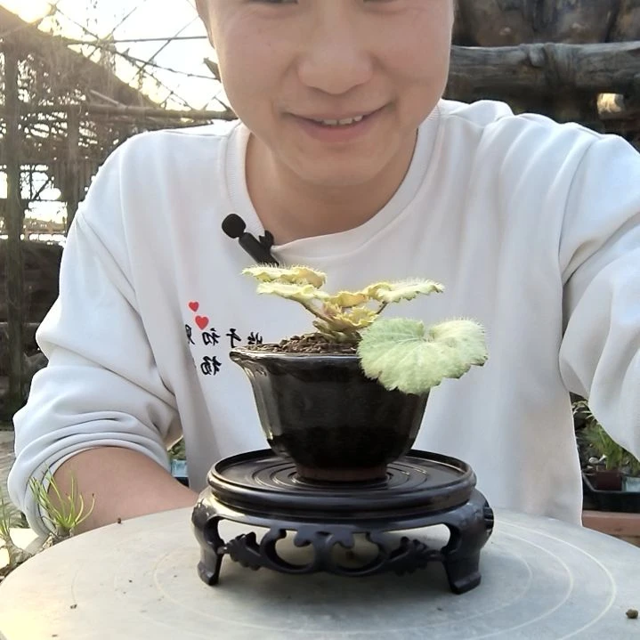 超***区小盆景小植物一物一拍68