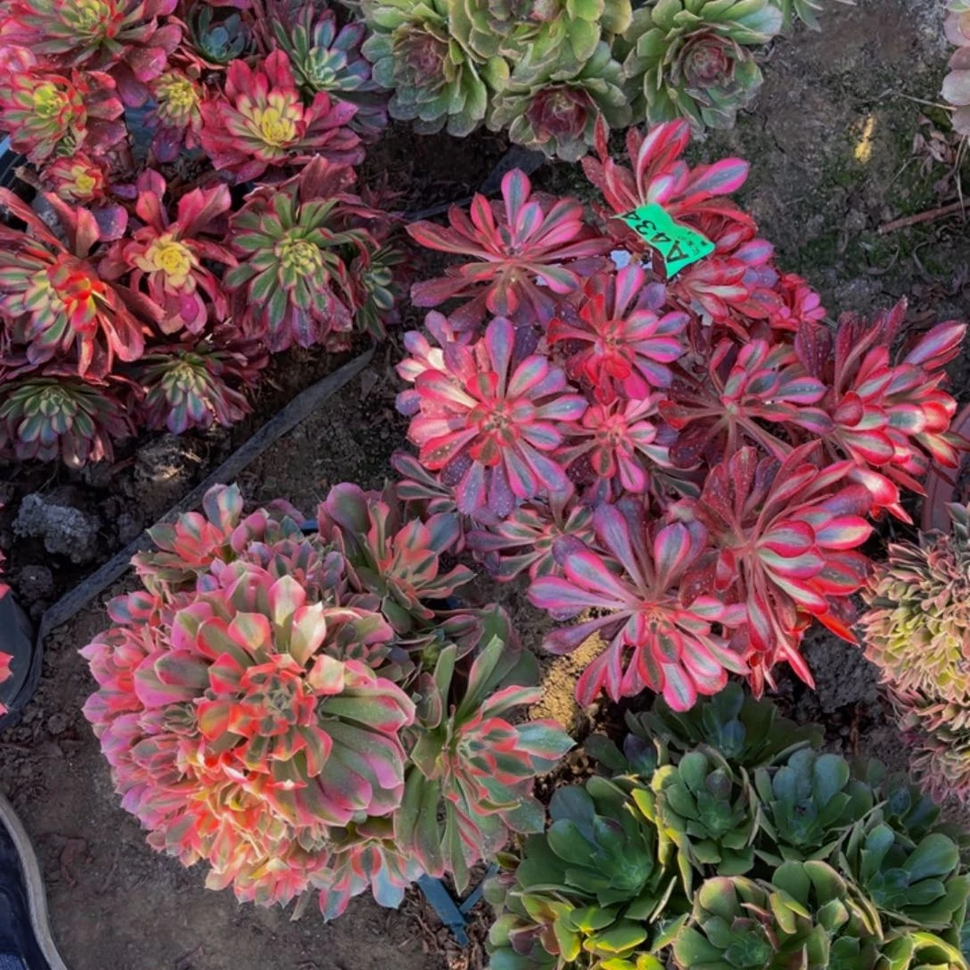 两颗法师朵朵5-52