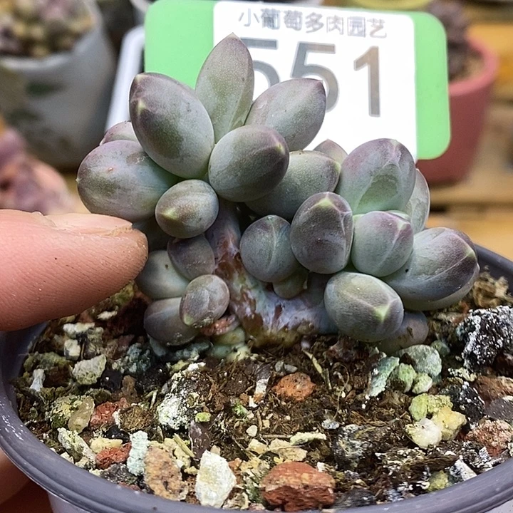 星空美人551号的啊啊啊多肉啊啊
