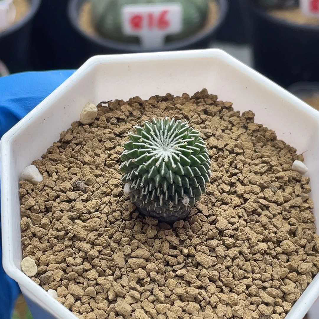 实生刺缀精巧殿仙人球