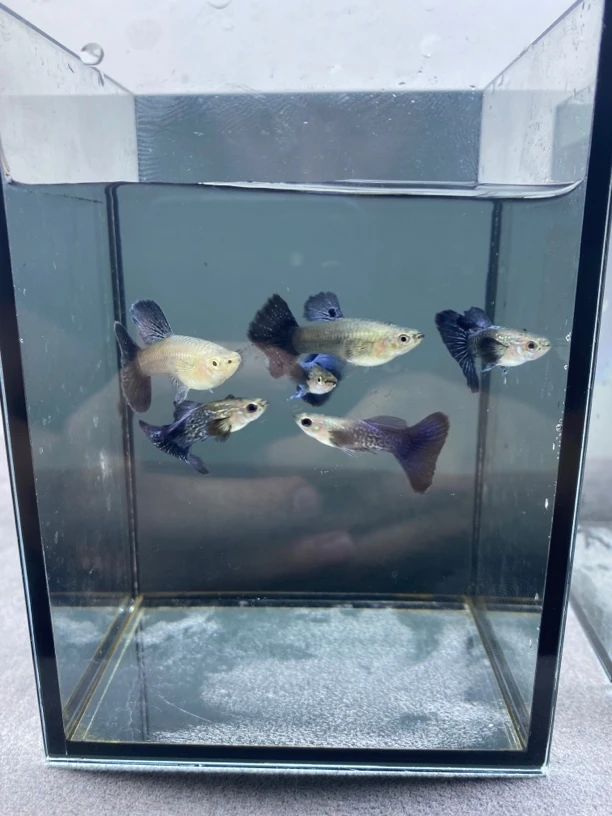 精品种鱼越系紫龙孔雀鱼小型热带观赏鱼