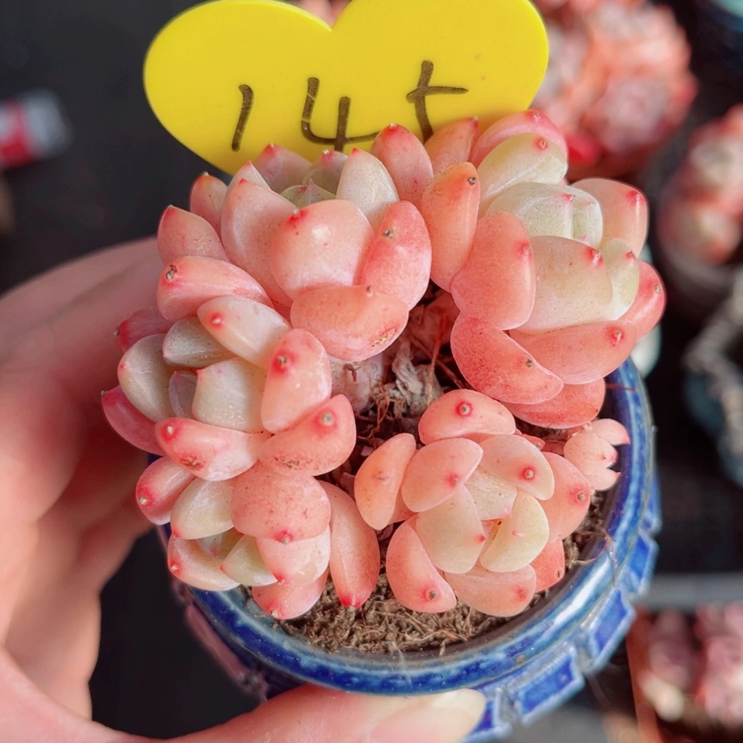 145号小老桩糖心群