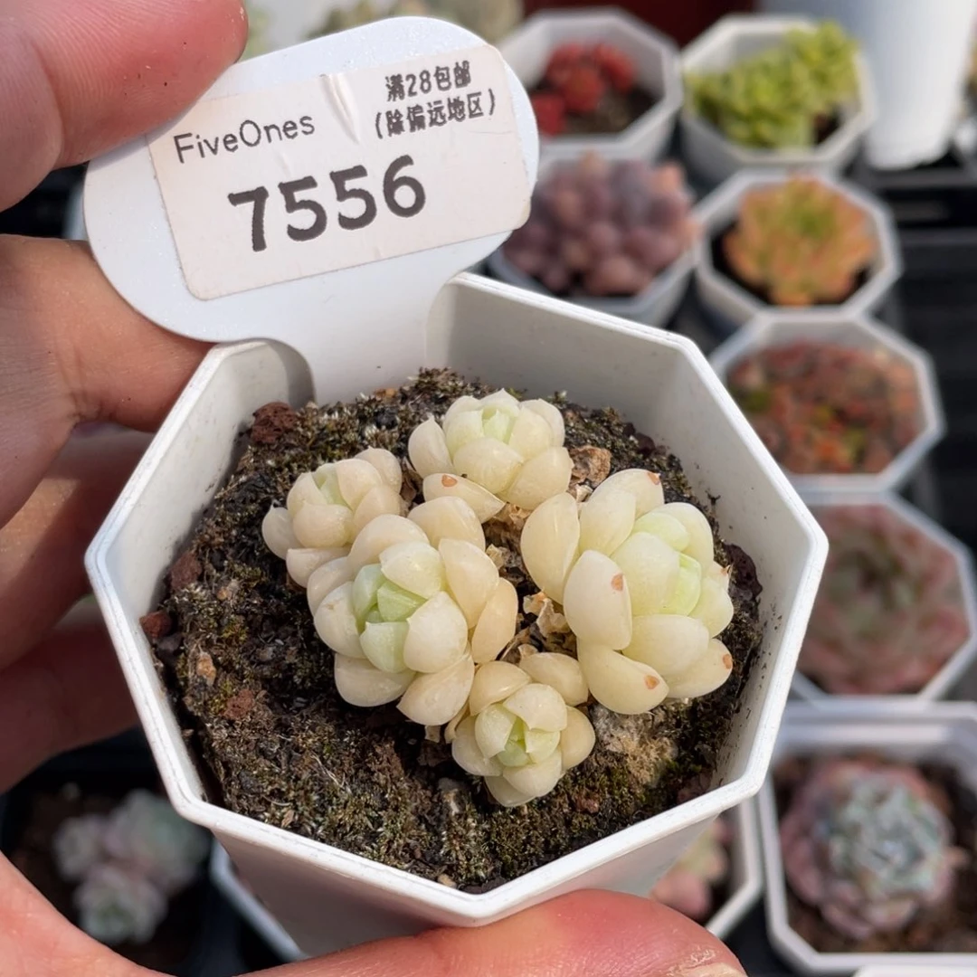 白月光7556-4.5厘米