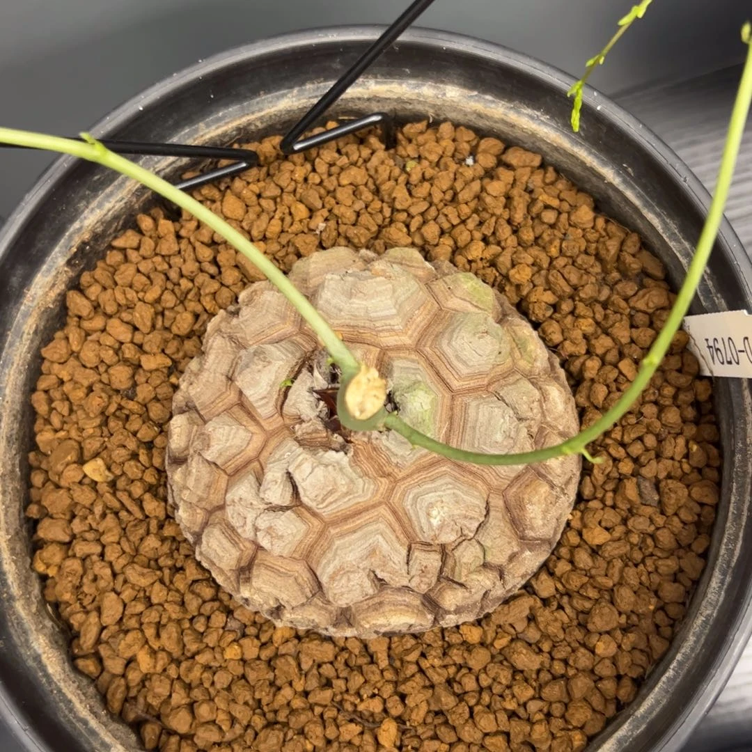 精品盆栽养定的龟甲龙0794号