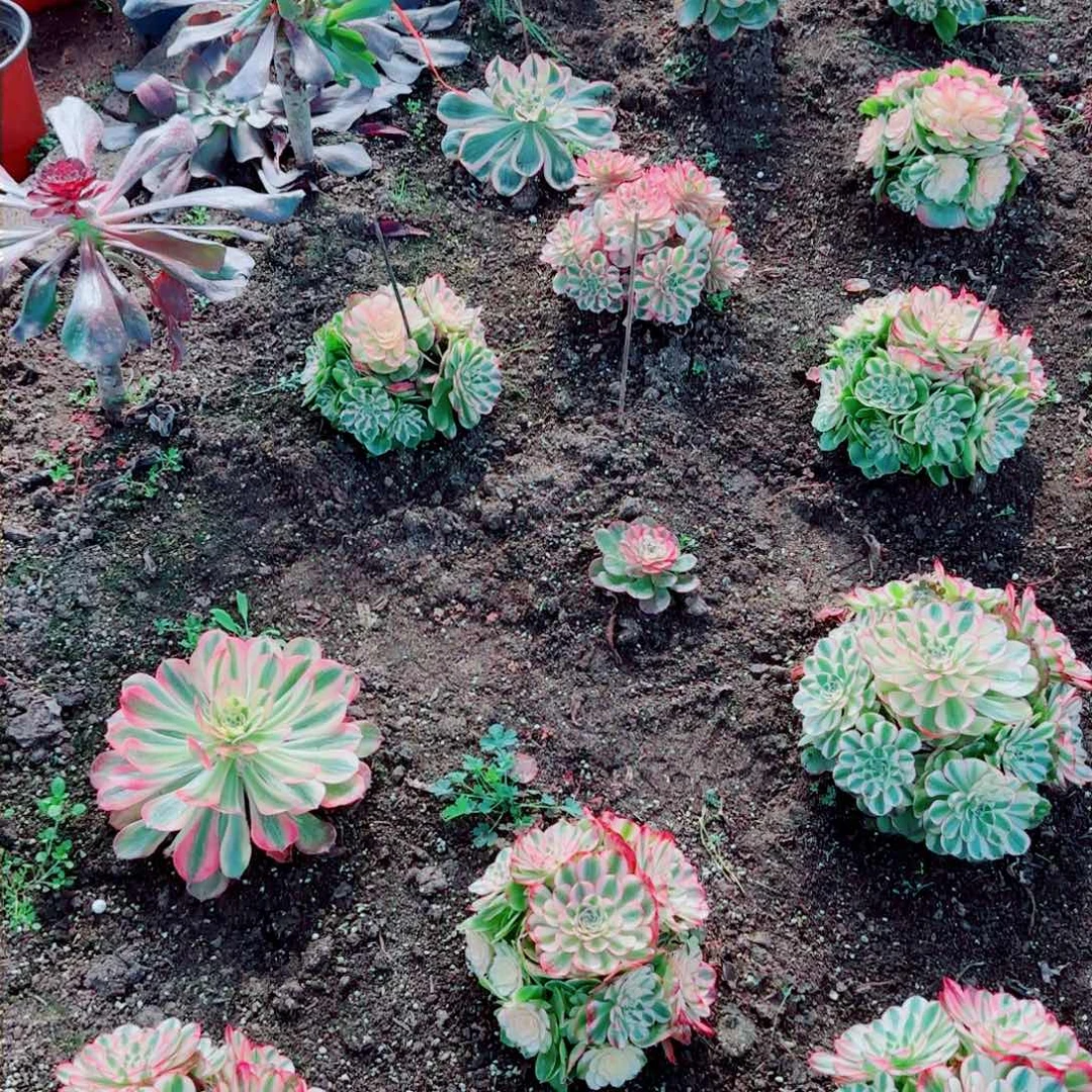 ?*染荔枝单头法师多肉1111111