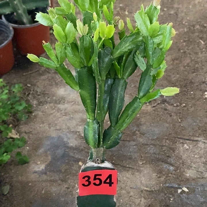 无花朵雅思354号新疆不包邮