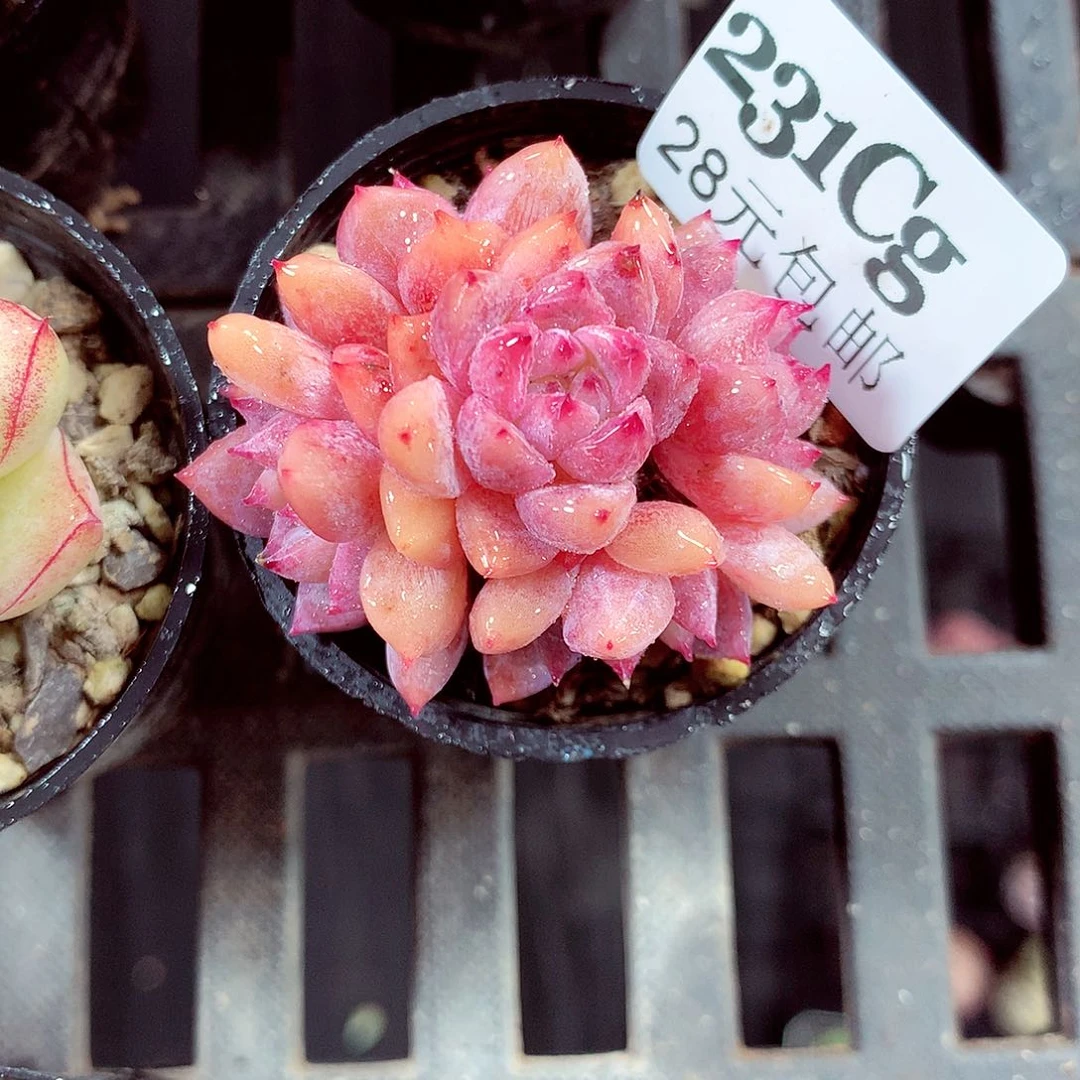 5厘米盆精控多肉231