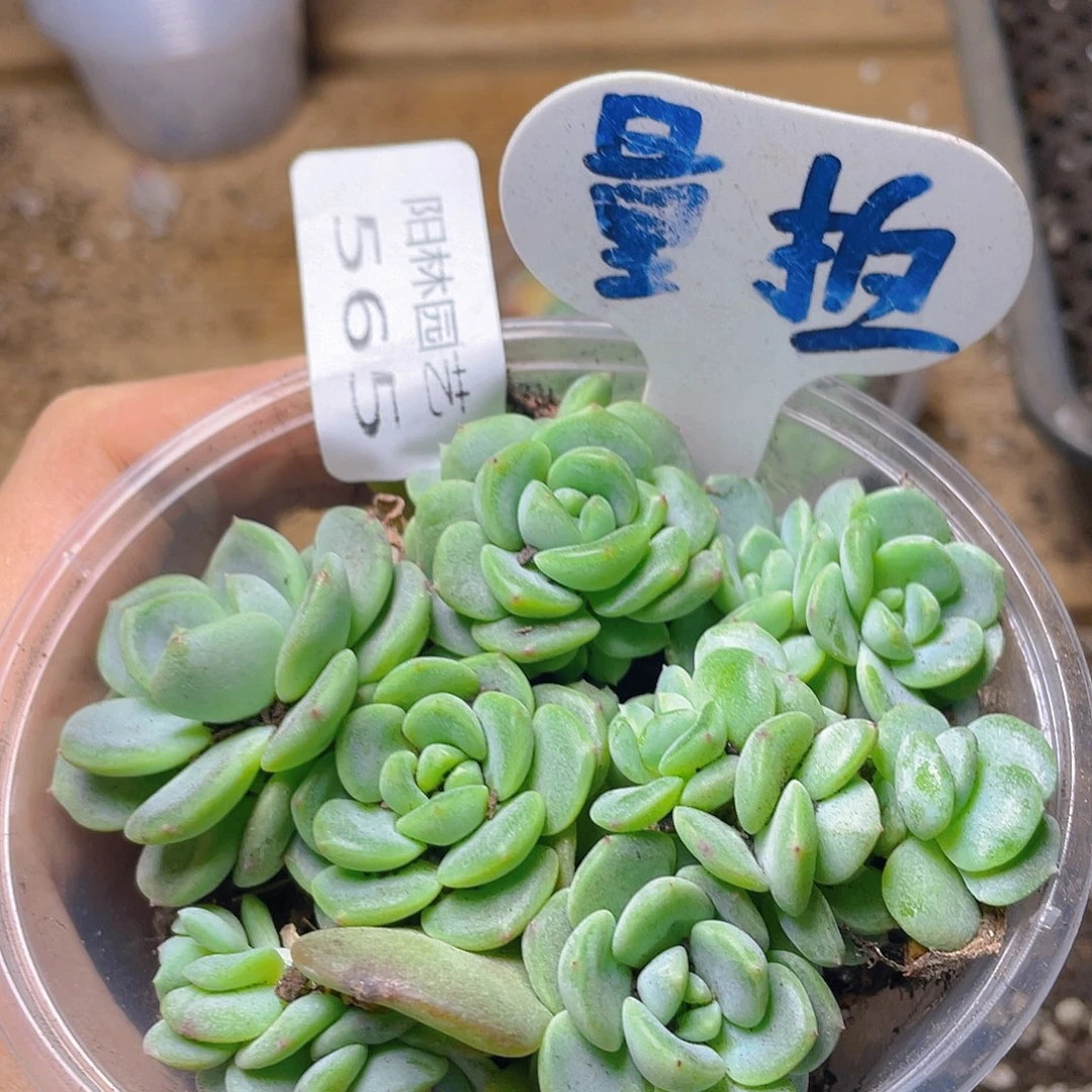 量拍多肉植物多肉植物565