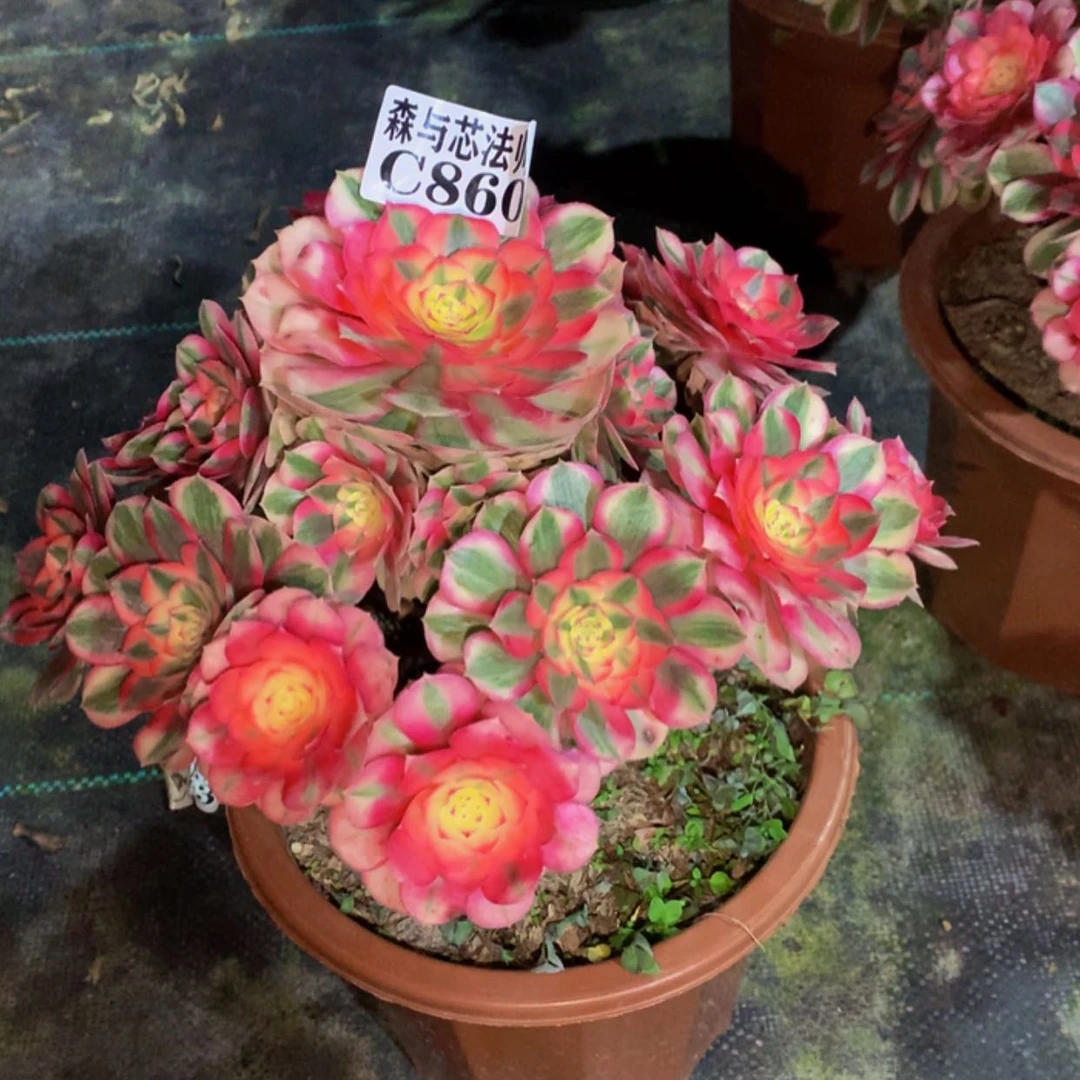 【闪购商品】860倾城