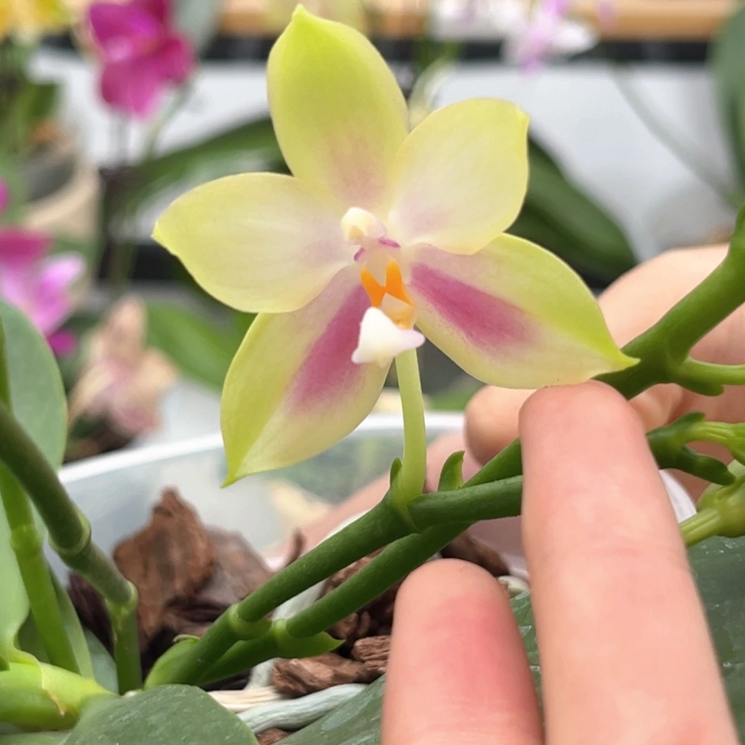 完全开放4寸鹰隼彩虹开花株