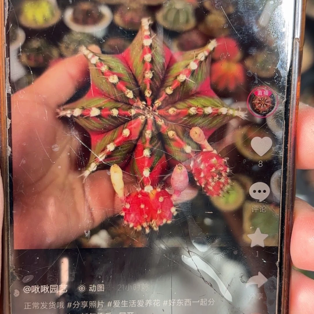 100侧牙母本图仙人球