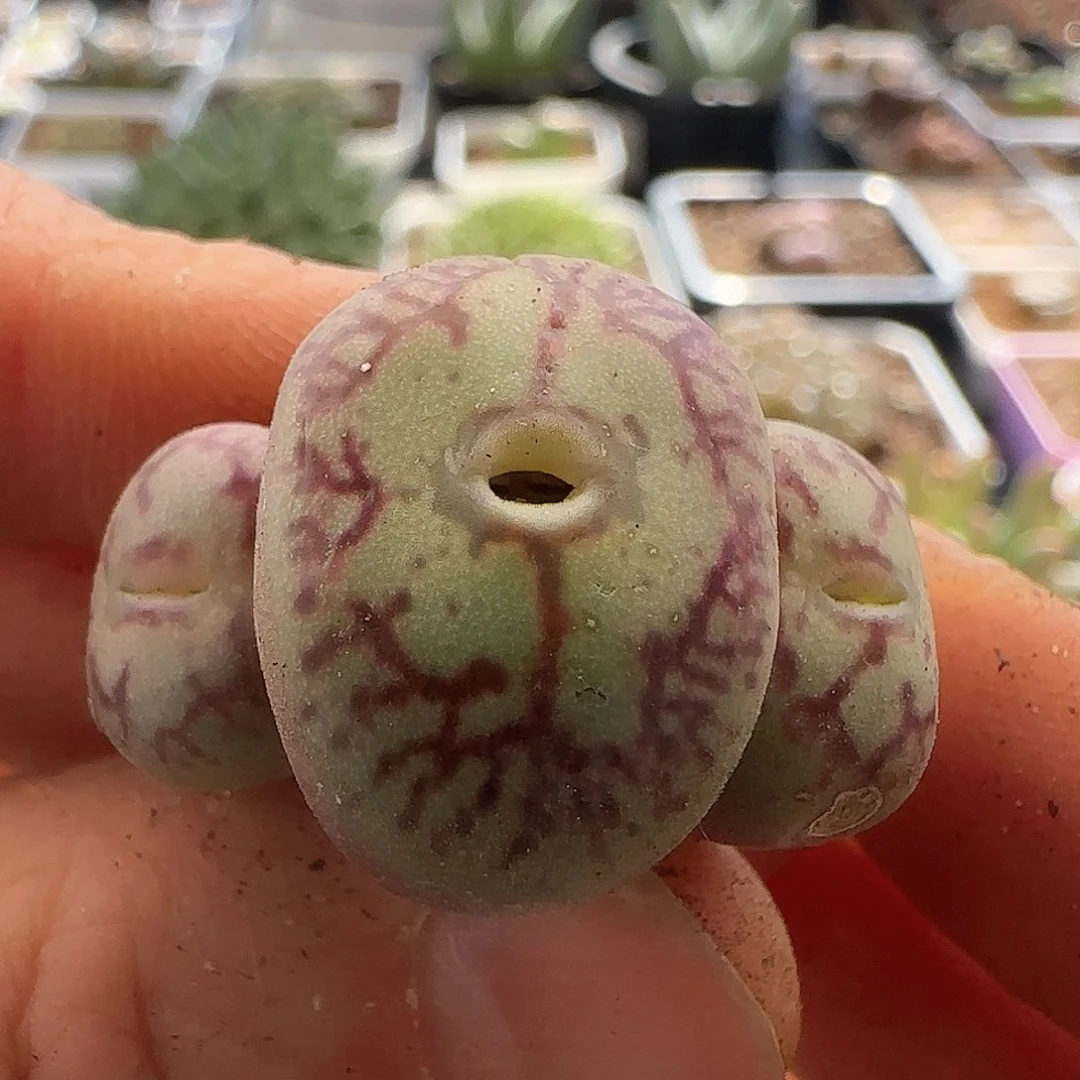 28包邮脱土发货27038