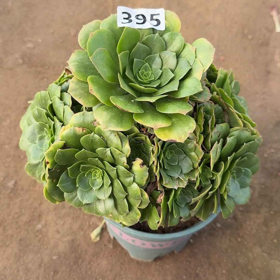 多肉植物金秋395号