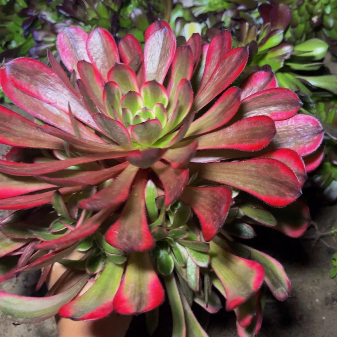 十里红妆多肉植物捧花的