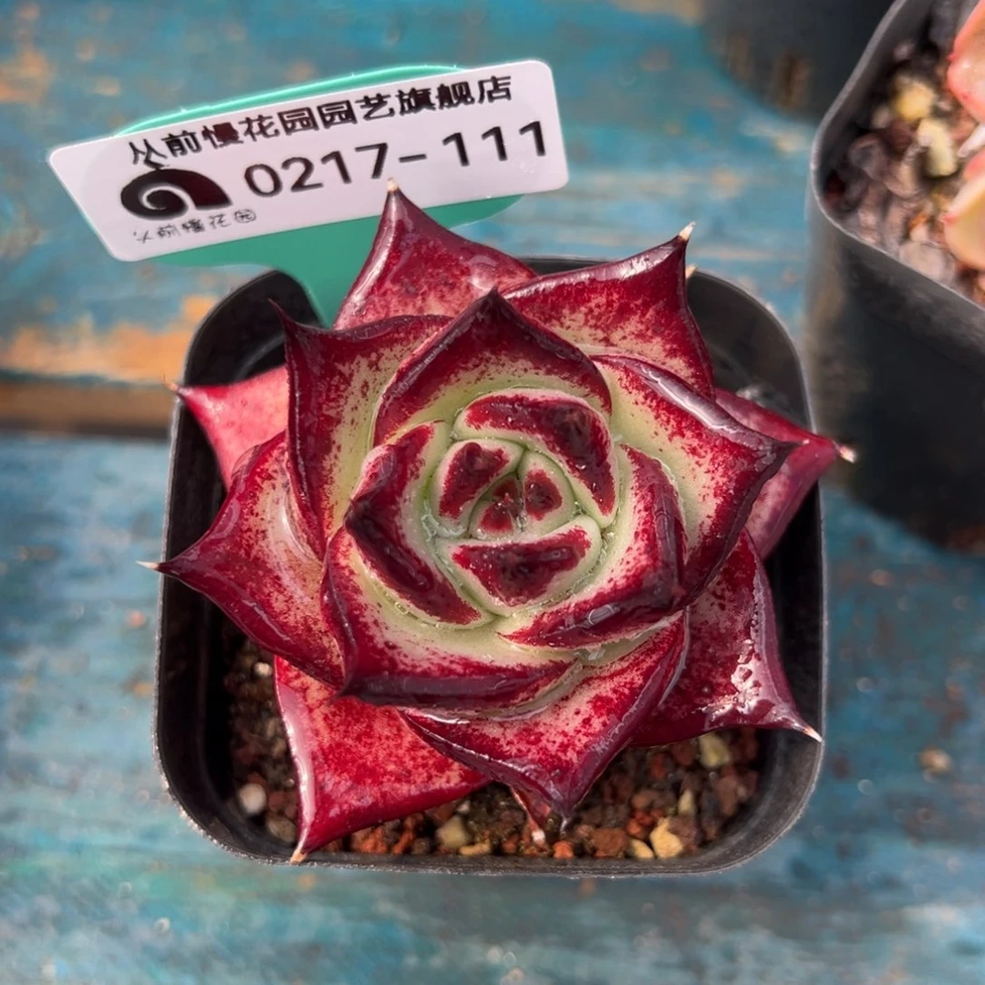 从前前慢多肉精选编号0217.111